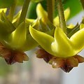 Hoya densifolia