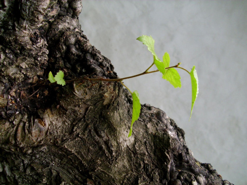 Młode drzewko #MłodeDrzewko #wiosna #zieleń