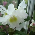 dendrobium nobile-2 kwitnienie