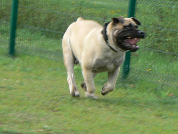 Szejk #boerboel #MastifAfrykański #Polska