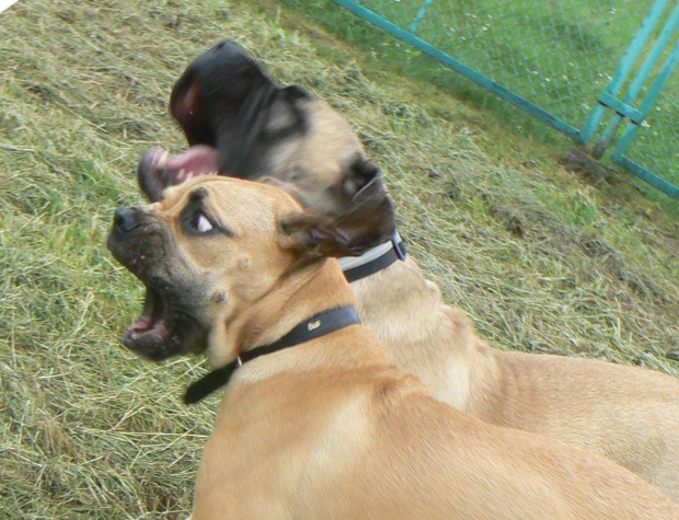 trening przed meczem - Polska biało-czerwoni!!! #BoerboelPolskaMastif