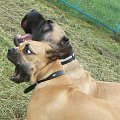 trening przed meczem - Polska biało-czerwoni!!! #BoerboelPolskaMastif