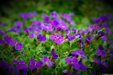 #wiosna #kwiaty #rośliny #ogród #łąka #zieleń #kwiat #chwast #doniczka #przyroda