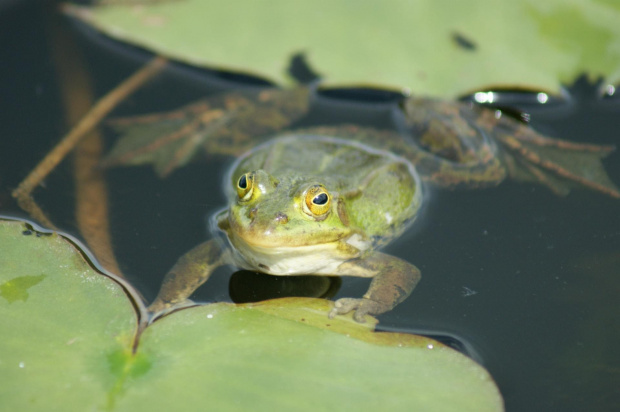 Żabka w ogrodzie botanicznym w Myślęcinku