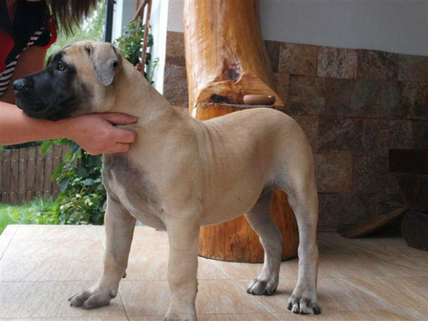 boerboel Shek Szejk Xantiland #boerboel