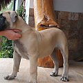 boerboel Shek Szejk Xantiland #boerboel