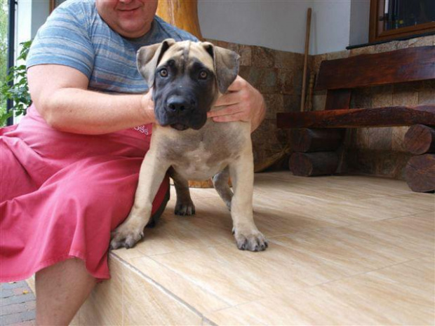 boerboel Shek Szejk Xantiland #boerboel