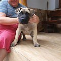 boerboel Shek Szejk Xantiland #boerboel