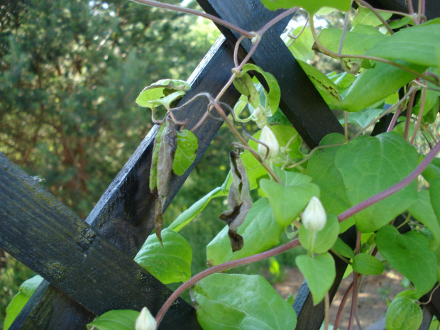 clematis