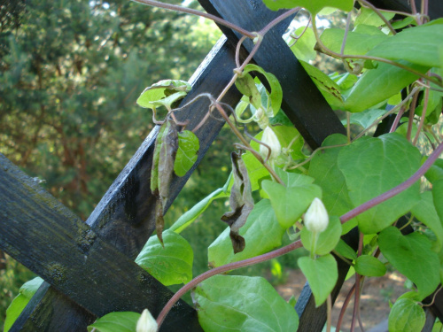 clematis
