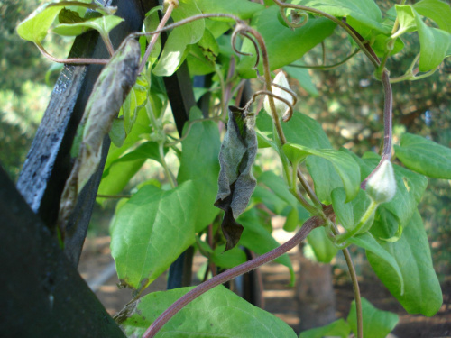 clematis