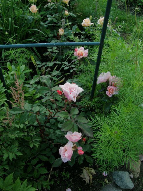 Clair Matin #kwiaty #róże