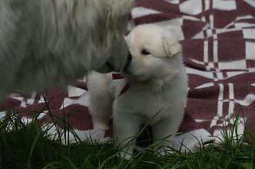 #BiałyOwczarekSzwajcarski #BiałeOwczarkiSzwajcarskie #OwczarekDługowłosy #BiałyOwczarek #HodowlaFCI #ZChatyLeona #StareSiołkowice #GminaPopielów