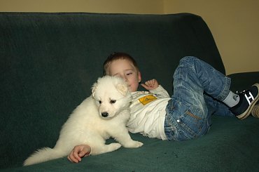 #BiałyOwczarekSzwajcarski #BiałeOwczarkiSzwajcarskie #OwczarekDługowłosy #BiałyOwczarek #HodowlaFCI #ZChatyLeona #StareSiołkowice #GminaPopielów