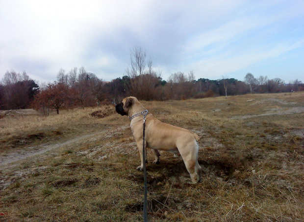 boerboel Shek Xanti Land Szejk #BoerboelShekXantiLandSzejkPolska