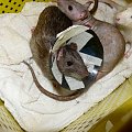 #szczur #szczury #rat #rats