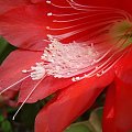 Epiphyllum