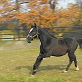 #konie #atlas #zwierzęta #hobby