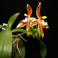 phal. cornu-cervi