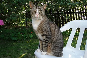 #koty #kot #adopcja #adopcje #zwierzęta #pomoc #Gliwice #schronisko #zaadoptuję #przygarnę #kotki #kocięta