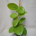 Hoya verticillata Green Flowers
