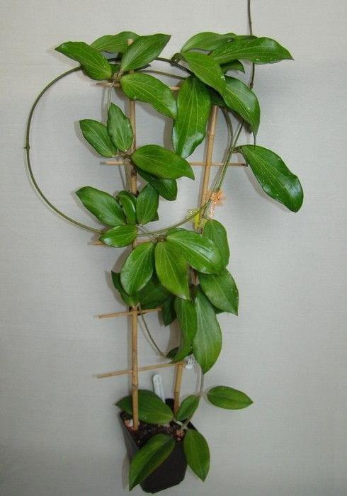 Hoya nicholsoniae