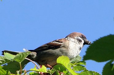 Mazurek.Z pełnym dziobem,jak wszystkie w tym czasie. #mazurek