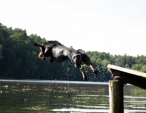 latający pies