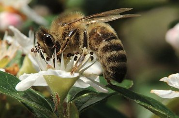 #pszczoła #makro #owady