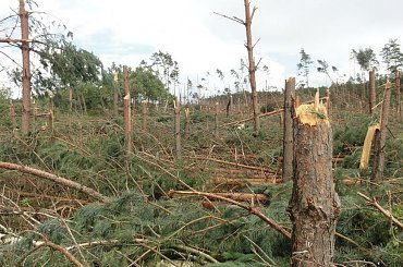 po trąbie powietrznej #BoryTucholskie #las #tornado #TrabaPowietrzna #TrąbaPowietrzna