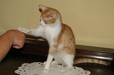 Koty do adopcji #adopcja #adopcje #Gliwice #kocięta #kot #kotki #koty #pomoc #przygarnę #schronisko #zaadoptuję #zwierzęta