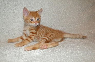 Koty do adopcji #adopcja #adopcje #Gliwice #kocięta #kot #kotki #koty #pomoc #przygarnę #schronisko #zaadoptuję #zwierzęta