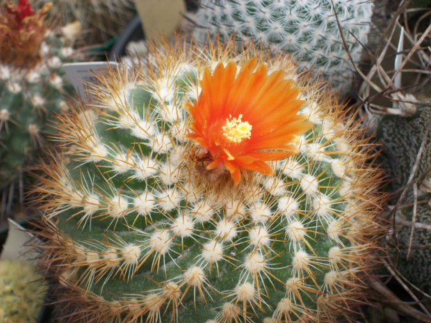 parodia