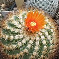 parodia