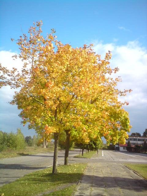 #jesien #ZłotaJesien #złoto #chmury #niebo