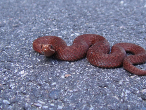 mala zmija