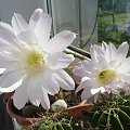 Echinopsis multiplex