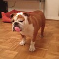 #bulldog #FioletoweForum #ForumBuldogaAngielskiego #pies