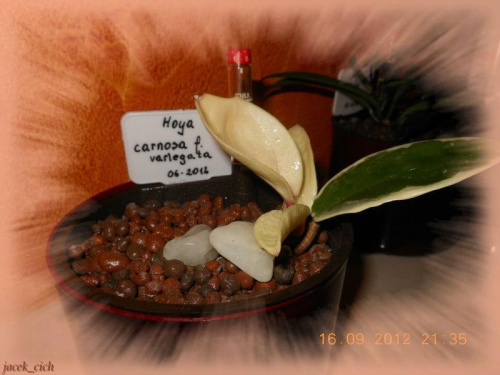h.carnosa variegata