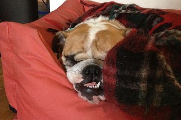 #BuldogAngielski #Gibson #Gouda #forum