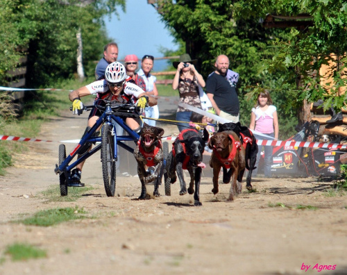 Sport zaprzęgowy w wydaniu bez śniegu -dryland #ZieloneBielkówko #amberdog