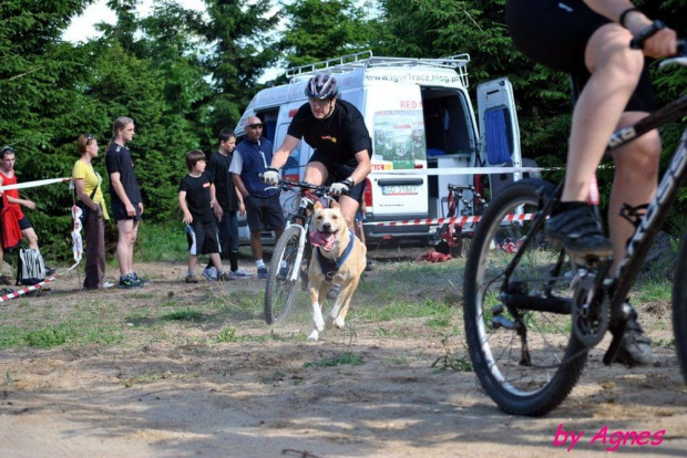 Sport zaprzęgowy w wydaniu bez śniegu -dryland #ZieloneBielkówko #amberdog