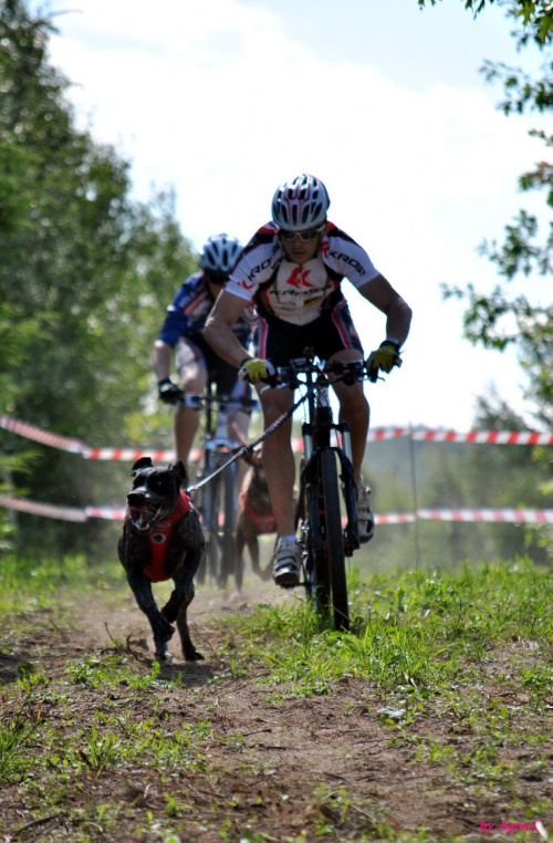 Sport zaprzęgowy w wydaniu bez śniegu -dryland #ZieloneBielkówko #amberdog