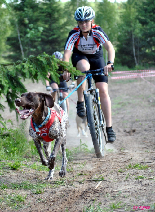 Sport zaprzęgowy w wydaniu bez śniegu -dryland #ZieloneBielkówko #amberdog