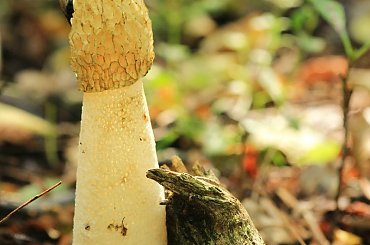 leśna osobliwość #grzyb #jesień #las #SromotnikBezwstdy