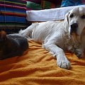 Roki i jego kot #golden #kot #pies #psy #zwierzęta