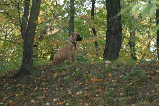 pepe - boerboel #Boerboel