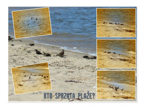 Pozdrawiam wakacyjnie!
Zauważyłam, ze plaże sprzątają nasze ulubione ptaszki, wiec fotka! #ptaki #plaża #NadMorzem #lato
