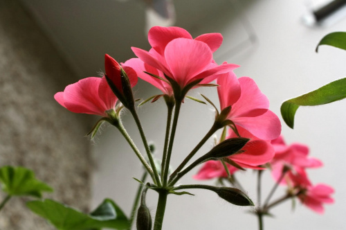 #pelargonia #balkon