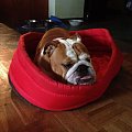 #bulldog #FioletoweForum #ForumBuldogaAngielskiego #pies